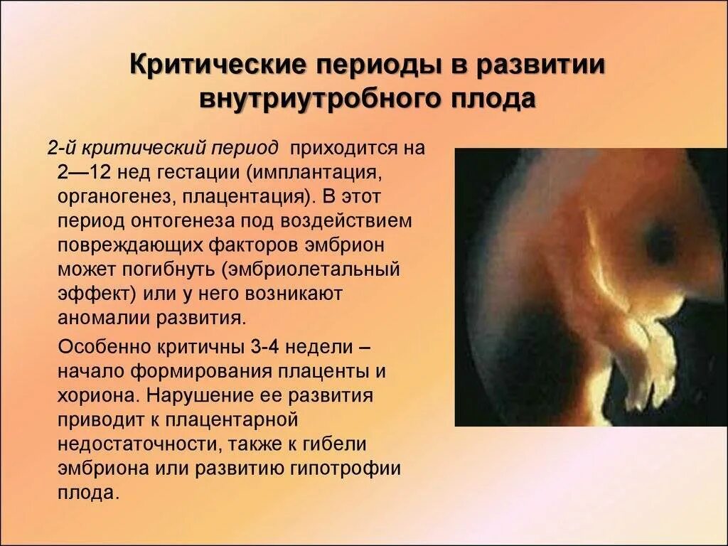 9 5 неделя беременности