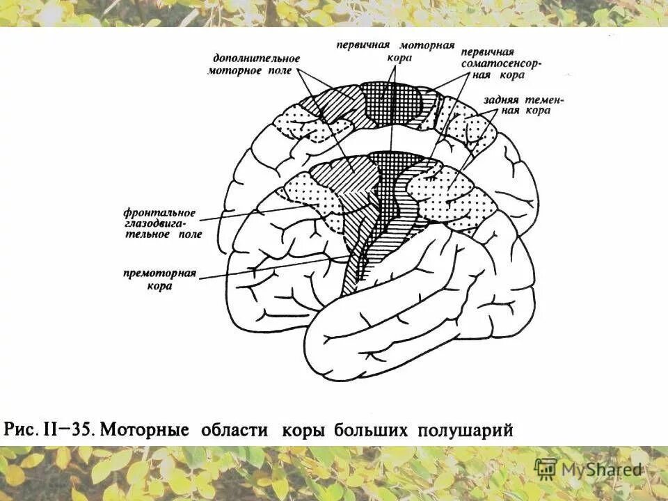 Мозг какой уровень организации. Таблица уровни организации живой материи науки. Укажите уровни организации дыхательного центра. Мозг какой уровень организации. Уровни организации живых организмов таблица 9 класс.