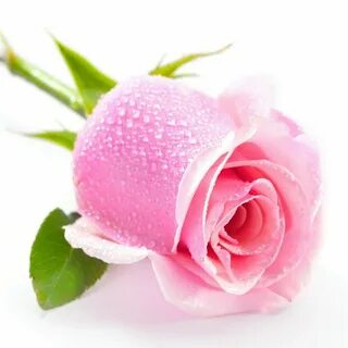 C rose