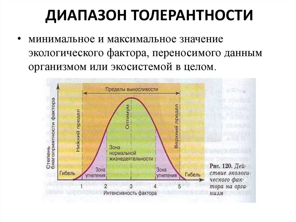 Диапазон выносливости это. Что такое диапазон толерантности популяций живых организмов. Диапазон экологической толерантности. Диапазон толерантности в экологии. Диапазон экологического фактора.