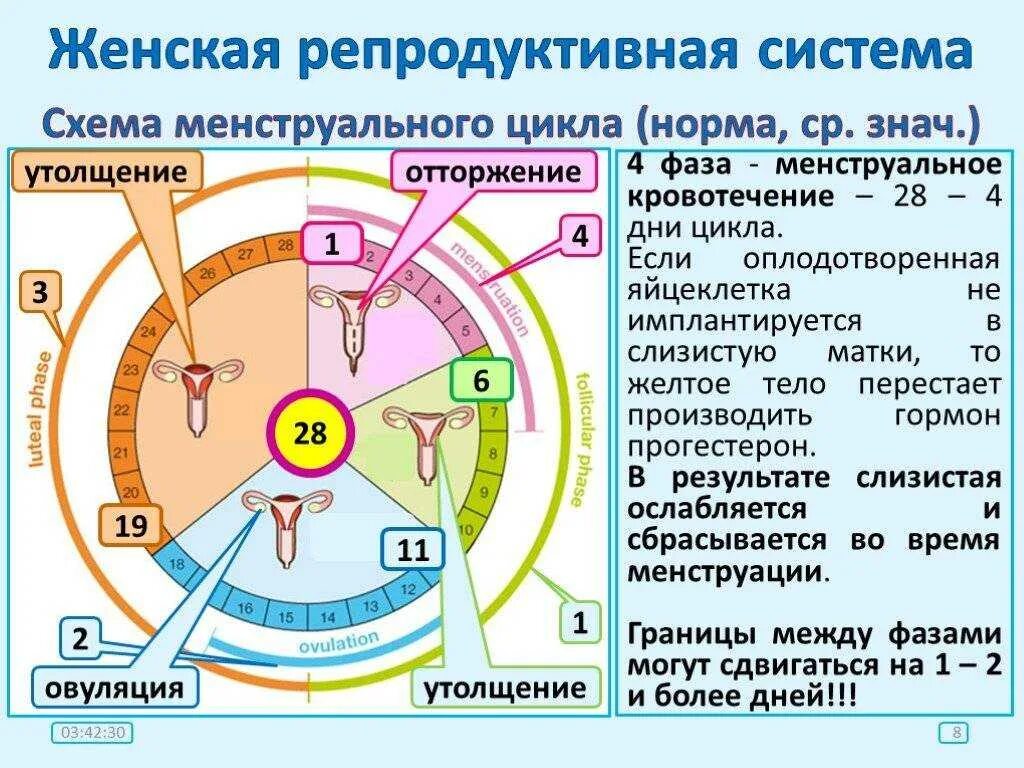 Почему меняется время месячных. Менструальный цикл. цикл месячных. цикл у женщин. цикл менструационного цикла.