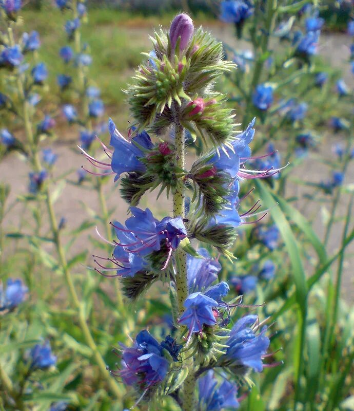 Синяк Echium vulgare. Эхиум вульгаре. Эхиум обыкновенный. Синяк обыкновенный –Échium vulgáre l.. Государственных учреждениях растение