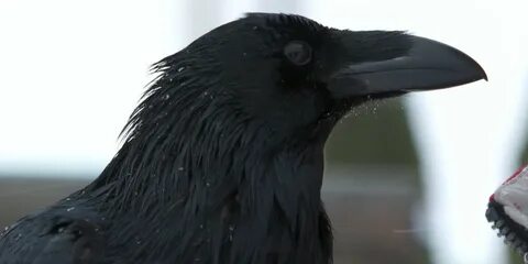 Ворона гоша видео