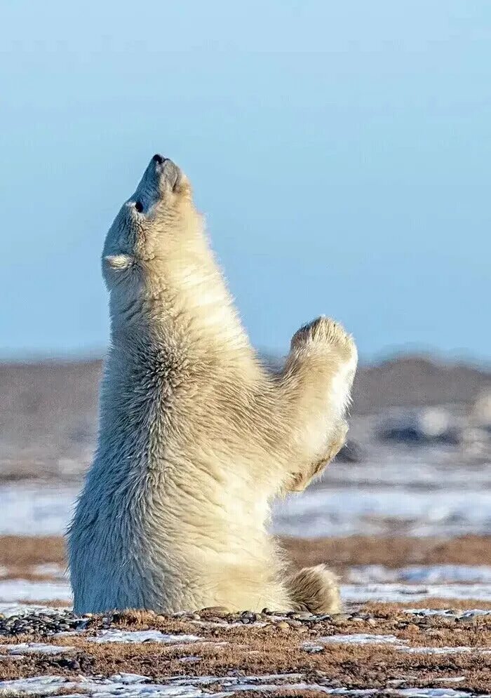 Доброе утро медведь картинки. Белый медведь. Доброе утро белый медведь. Животные молятся. Медведь молится.