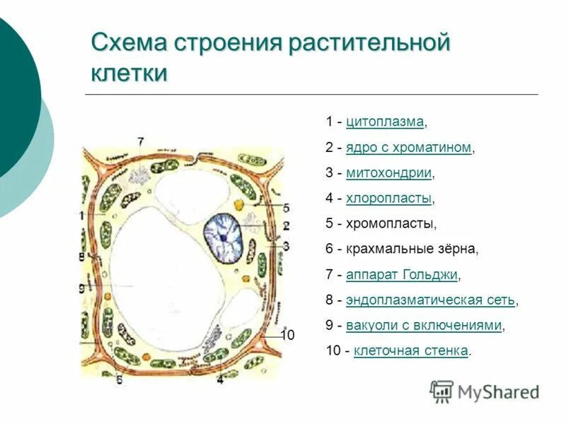 Рис 1 строение растительной клетки