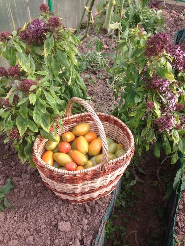 обложки журнала приусадебное хозяйство. приусадебное хозяйство журнал 1980 год. обложки журнала приусадебное хозяйство. журнал приусадебное хозяйство в ссср. книги по садоводству.