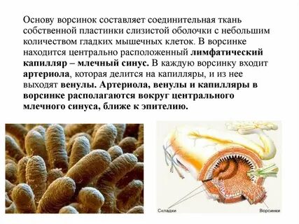 Небольшие оболочка