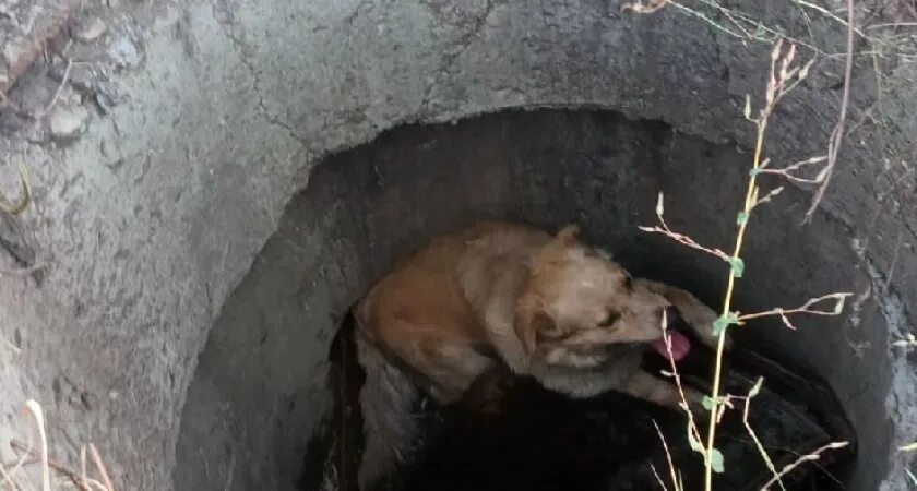 Звери напуганы выстрелом