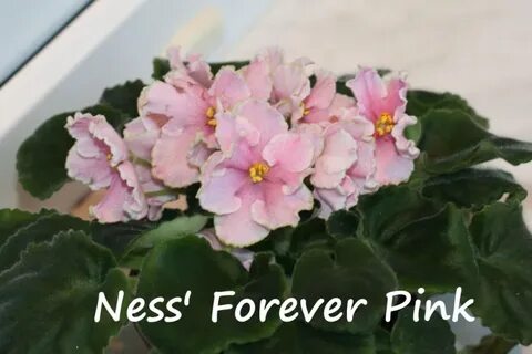 Forever pink
