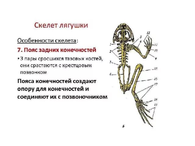 Строение задней конечности лягушки. Отделы скелета лягушки. Пояс задних конечностей лягушки 7 класс. Скелет лягушки пояс передних конечностей. Отдел скелета череп особенности строения функции