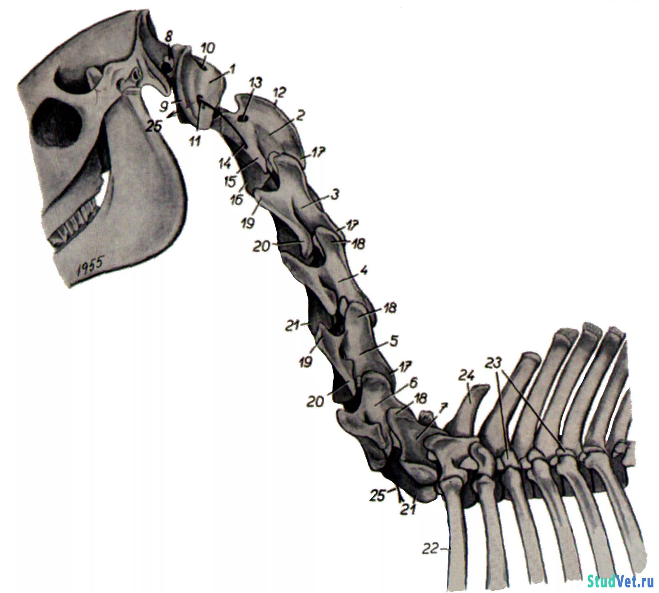 шейные позвонки лошади. первый шейный позвонок атлант крс. грудные позвонки коровы лошади свиньи собаки. шейные позвонки лошади анатомия. первый шейный позвонок атлант у животных.