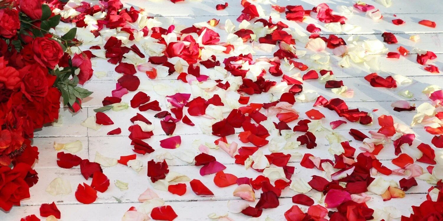 Почему лепестки роз. Лепестки роз. Лепестки роз на полу. Лепестки роз на свадьбу. Фотосессия с лепестками роз.