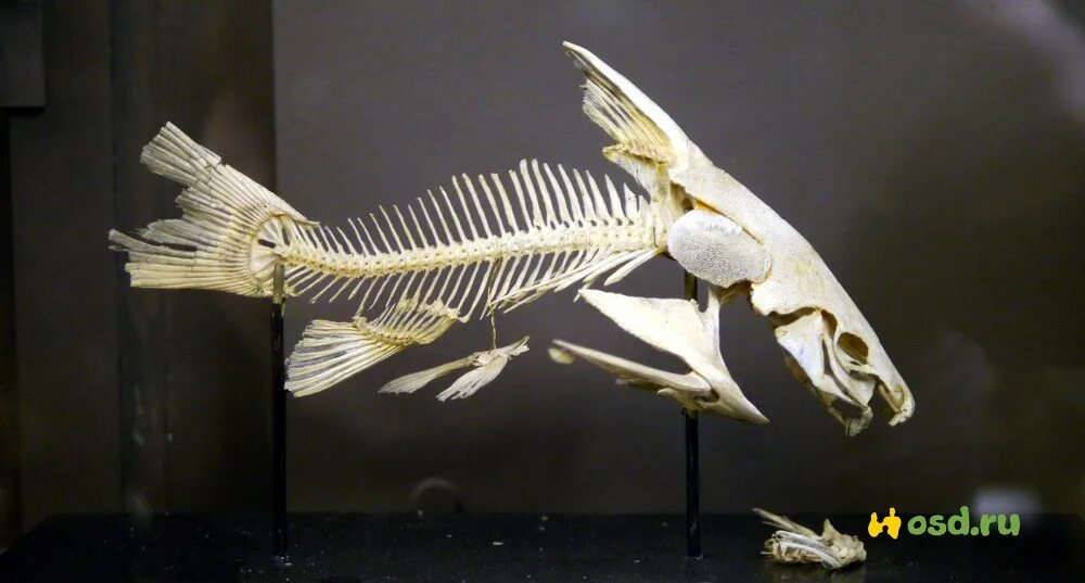 Купить кости рыбы. Костлявая рыба. Скелет костлявой рыбы. Скелет самой костлявой рыбы. Скелет рыбы сома.