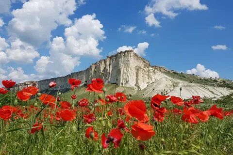 Цветы гор крыма