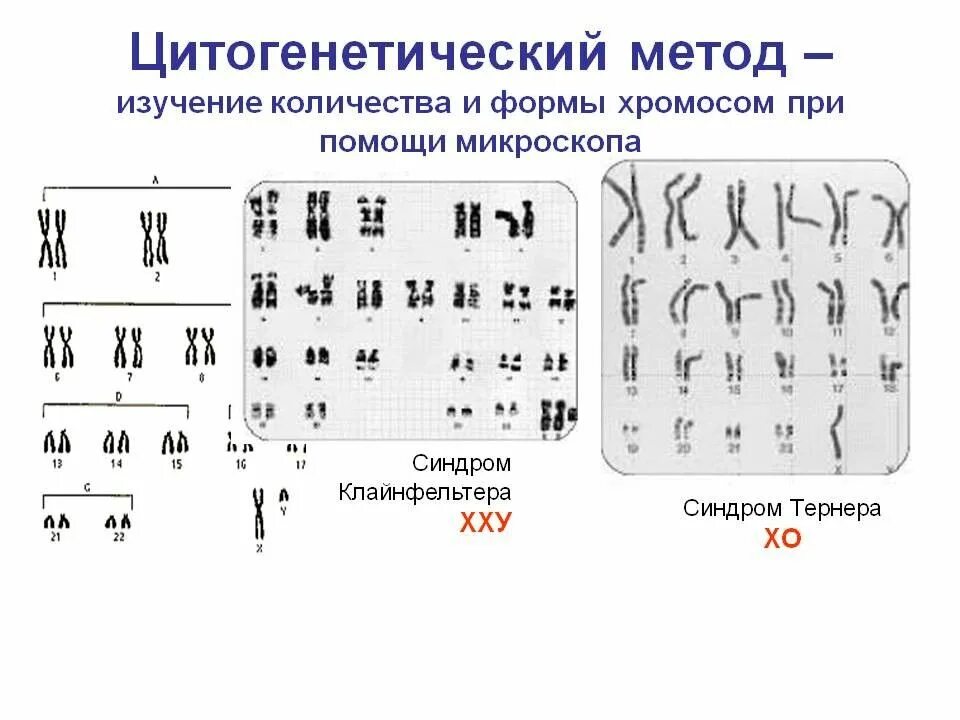 Кариотип человека генетика. Цитогенетический метод исследования генетики человека. цитогенетические методы анализа кариотипа. цитогенетические методы диагностики хромосомных болезней человека. цитогенетический метод изучения кариотипа.