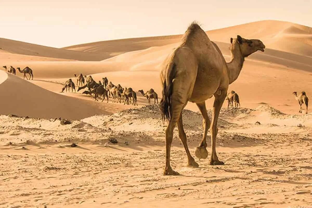Camel beautiful