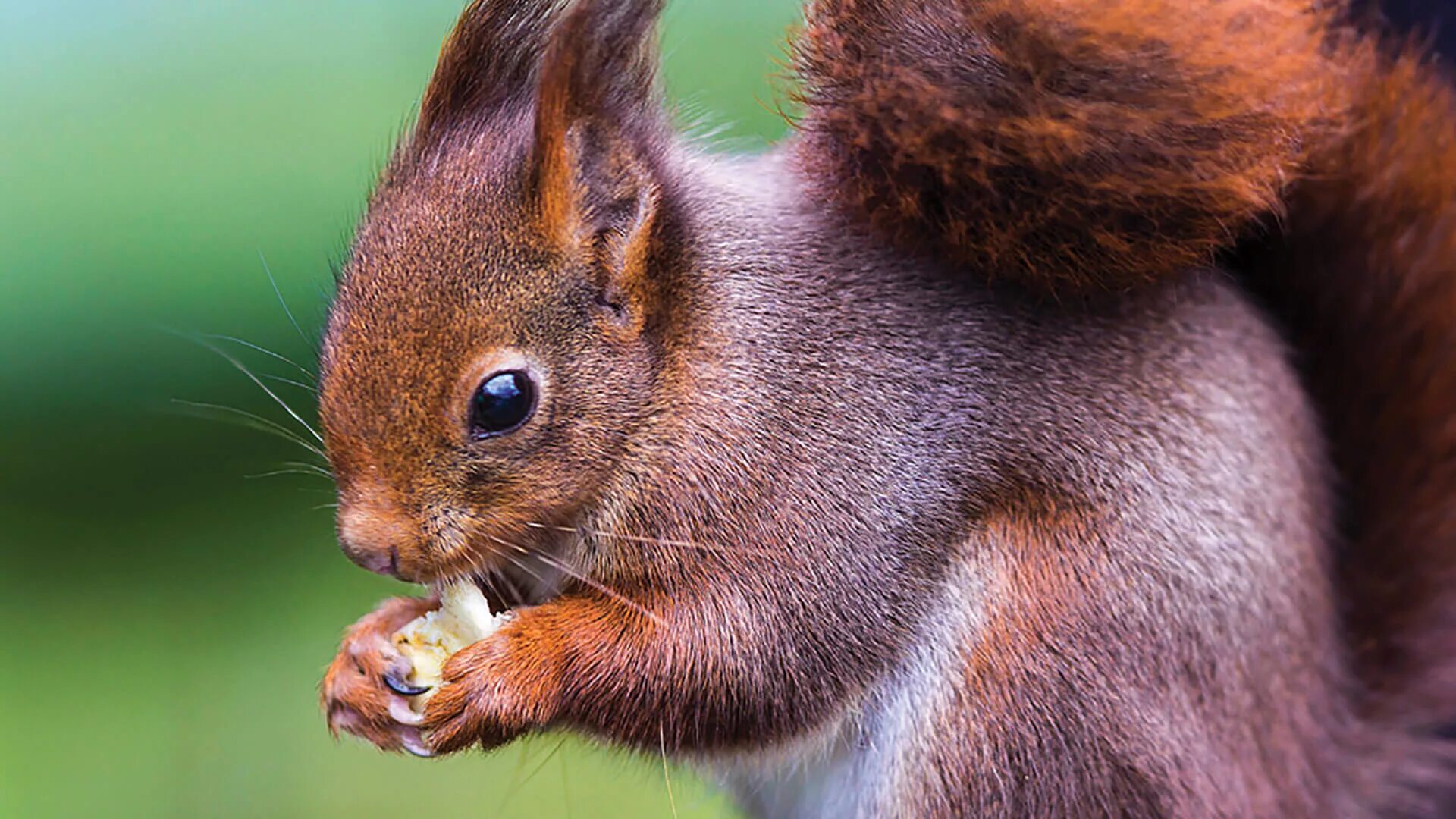 Какая покажите фото. Sciurus vulgaris. Среднерусская белка, (Векша). Обыкновенная белка. Белка беличья.