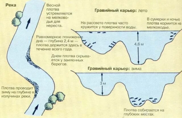 На какой глубине ловить плотву. Места ловли окуня зимой. на какой глубине ловится плотва. места для ловли плотвы на реке зимой.