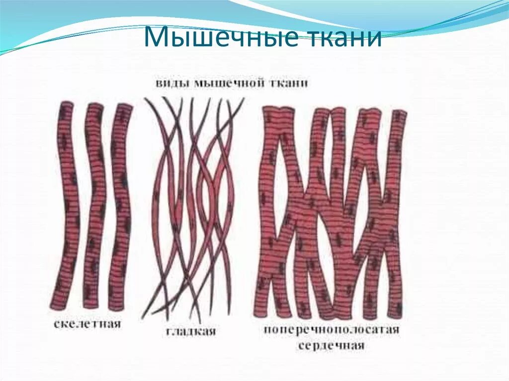 Изображение сердечной поперечнополосатой мышечной ткани