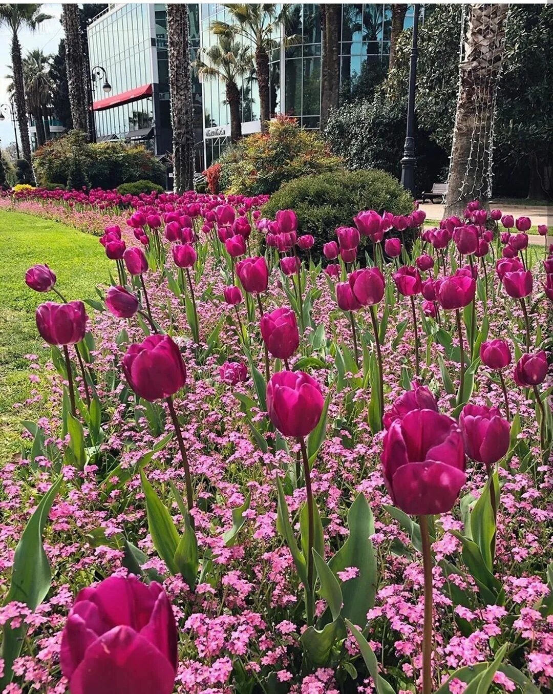 Сочинские тюльпаны. Сочинских тюльпанов сорта. Тюльпан масковри. Парк дендрарий сочи тюльпаны. Тюльпаны в сочи дендрарий.