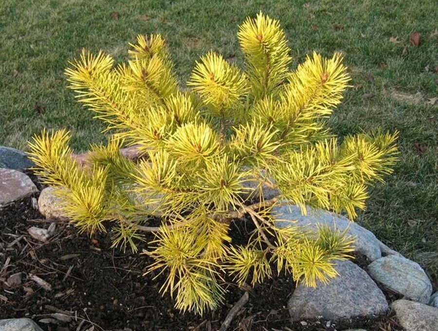 Желтые хвойные. Сосна обыкновенная Ауреа. Pinus Sylvestris Aurea. Сосна обыкновенная Aurea (Ауреа). Сосна Горная Ауреа.