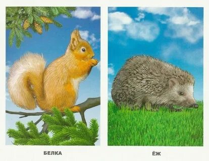 Карточки животный мир