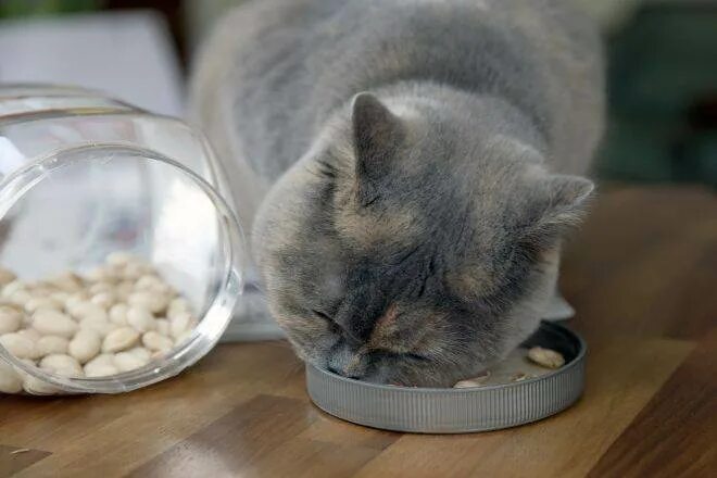 Британцам можно давать. Домашний британец любит кушать. можно кушать британским котам всяких комаров.