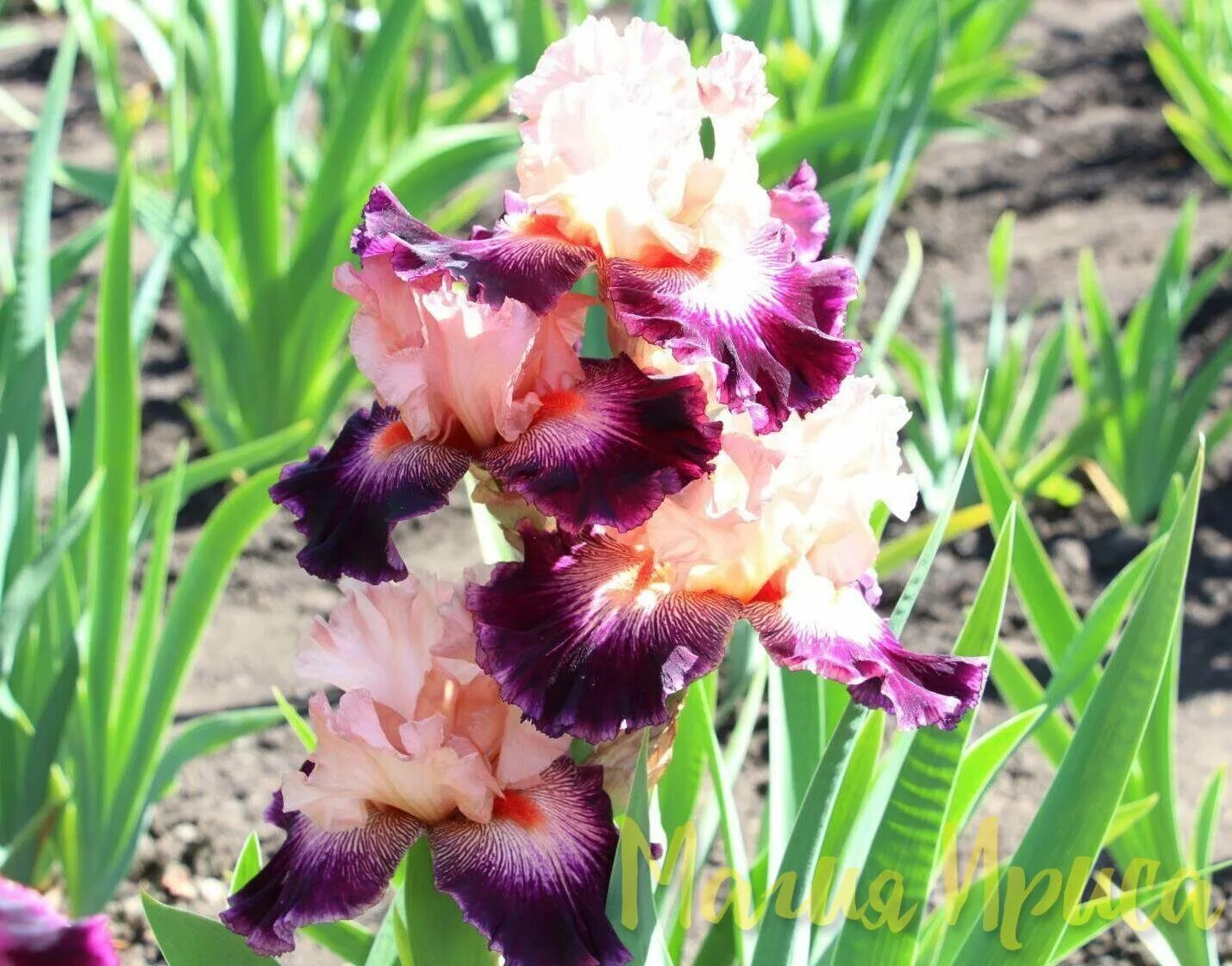 ирис swordsman. ирис edith wolford. ирис любимый. ирис jazz era" эра джаза". ирис гибридный 'dotted swiss'.