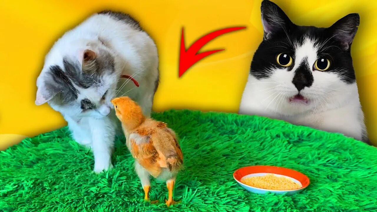 Где кот малыш. Кот малыш анука давайка. анука давайка баффи. а ну ка давайка баффи и малыш. анука давайка мурка и малыш.