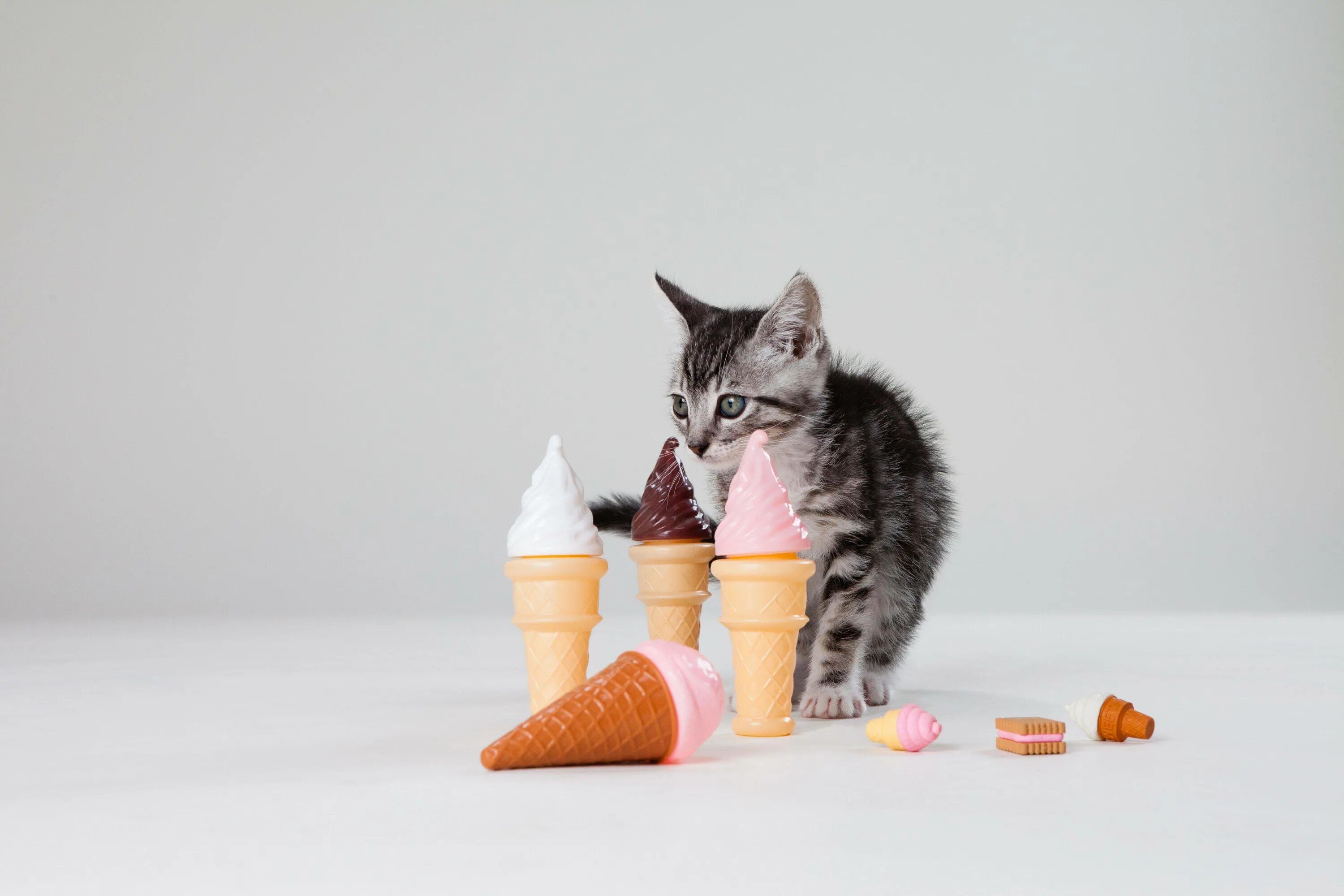 Все ест все давай сладкое любит. Кот с мороженым. Котенок мороженое. Сладости для кошек. Котенок с мороженым.