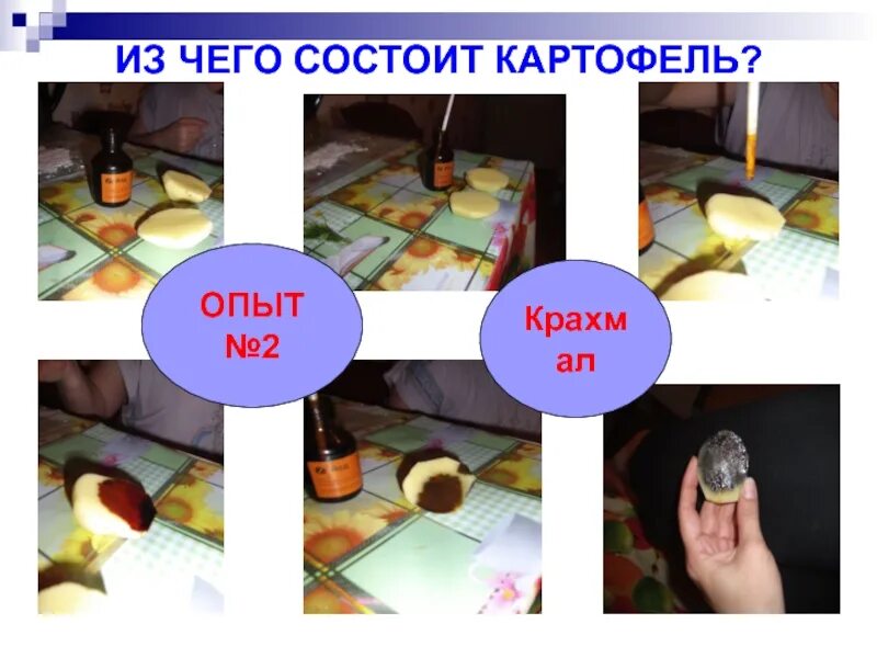 Ученый провел эксперимент с фрагментами клубня