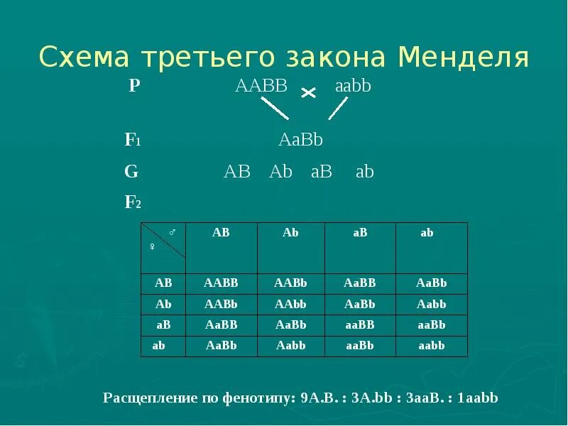 Закон независимого наследования расщепление по генотипу. 3 Закон Менделя как читается. 1 Закон Менделя расщепление по генотипу. Расщепление по фенотипу 3 закон Менделя.