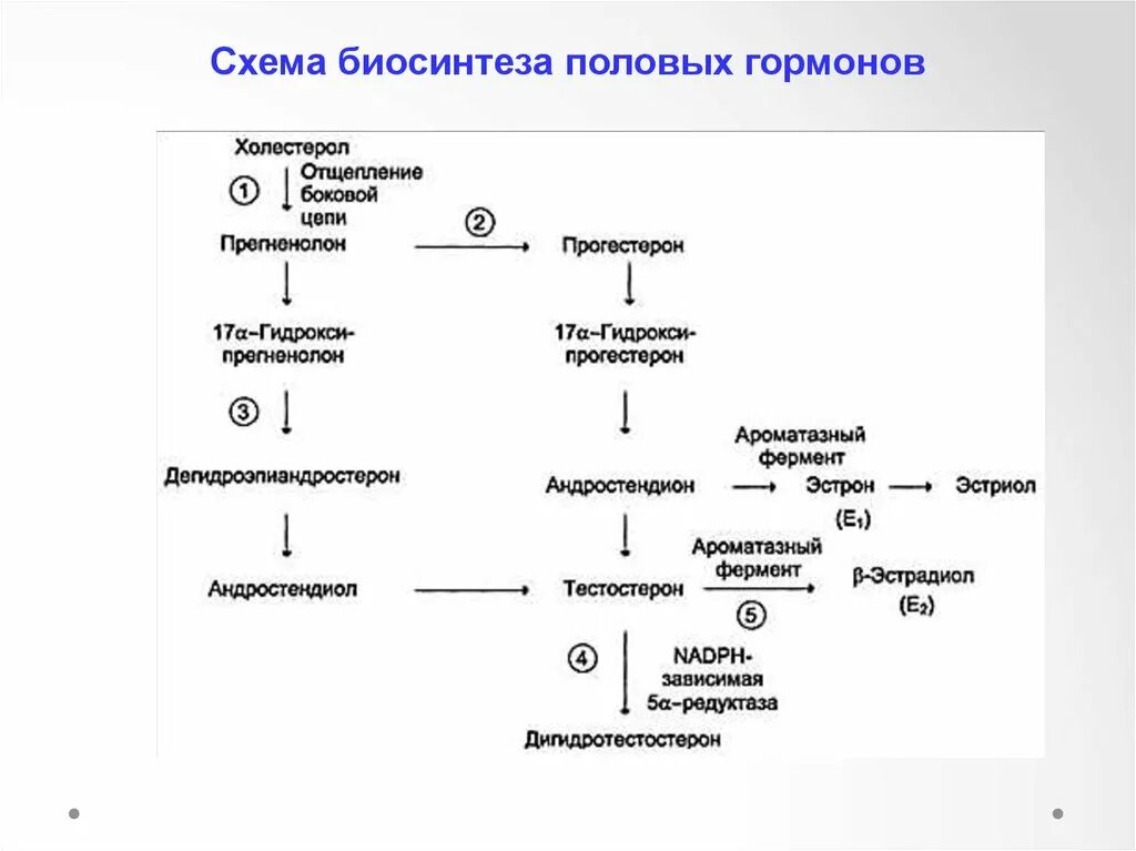 Образование половых гормонов