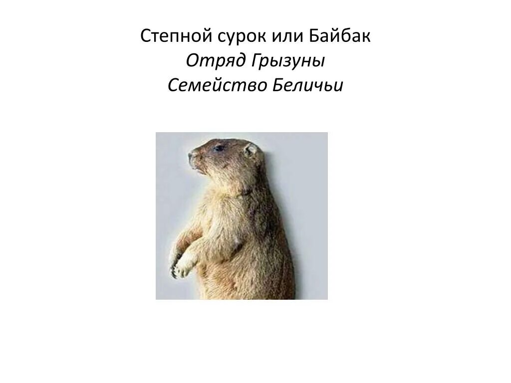 Степной сурок Байбак. Сурок Степной, Байбак (Marmota Bobak). Степной сурок Байбак красная книга. Степной сурок или Байбак в Курганской области. Сурок красная книга