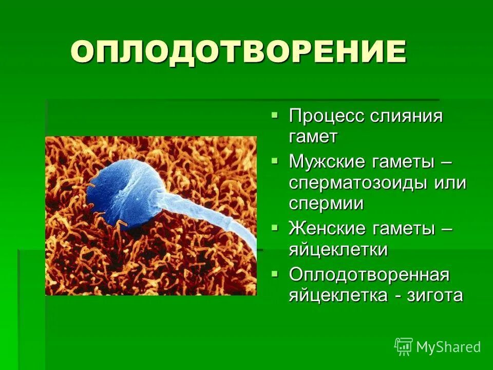 слияние двух клеток. процесс слияния двух гамет. оплодотворение виды определений. процесс слияния двух гамет. процесс слияние половых клеток гамет.