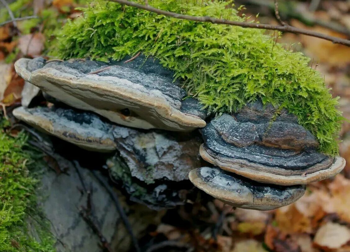 Ложный трутовик Phellinus igniarius. Трутовик берёзовый (Fomitopsis betulina). Трутовик еловый. Ложный трутовик (Phellinus igniarius (l. ex fr.) Quel.). Трутовик растение