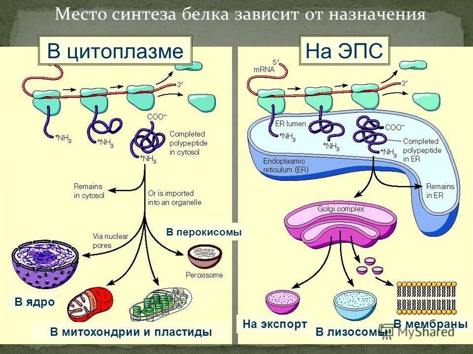 Синтез белка. Синтез белков. Биосинтез белка. Место синтеза белка.