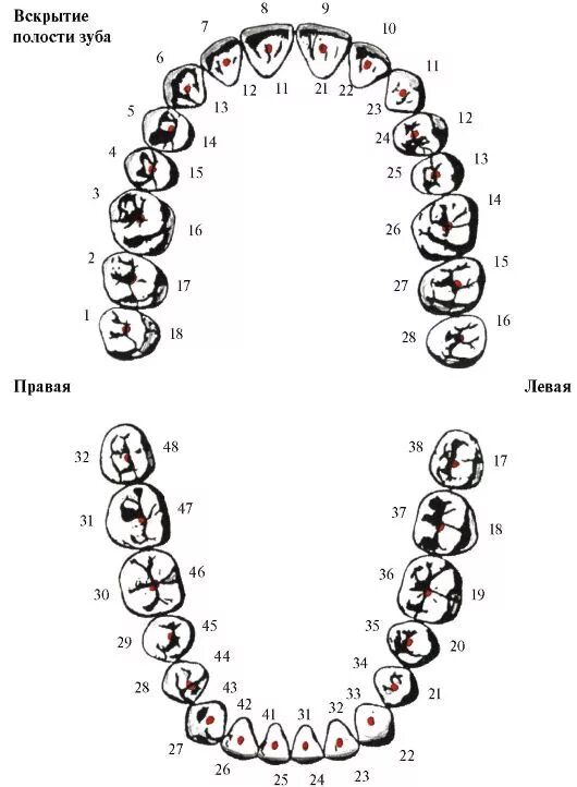 Нумерация зубов в стоматологии схема у взрослых. Стоматология нумерация зубов верхней челюсти. Стоматологическая нумерация зубов схема. Схема верхней челюсти зубов. Стоматология нумерация зубов нижней и верхней челюсти.