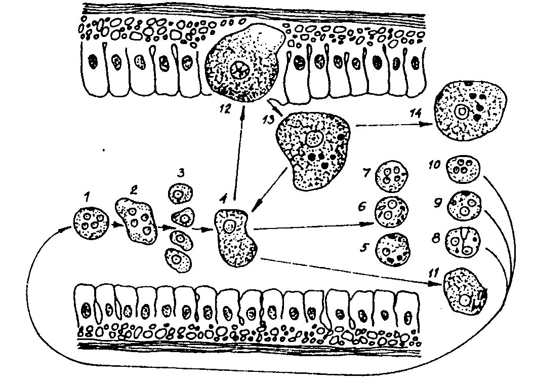 Стадия амебы поражающая толстый кишечник человека. Цикл развития дизентерийной амебы. Жизненный цикл дизентерийной амебы. Стадии жизненного цикла дизентерийной амебы. Цикл дизентерийной амебы схема.