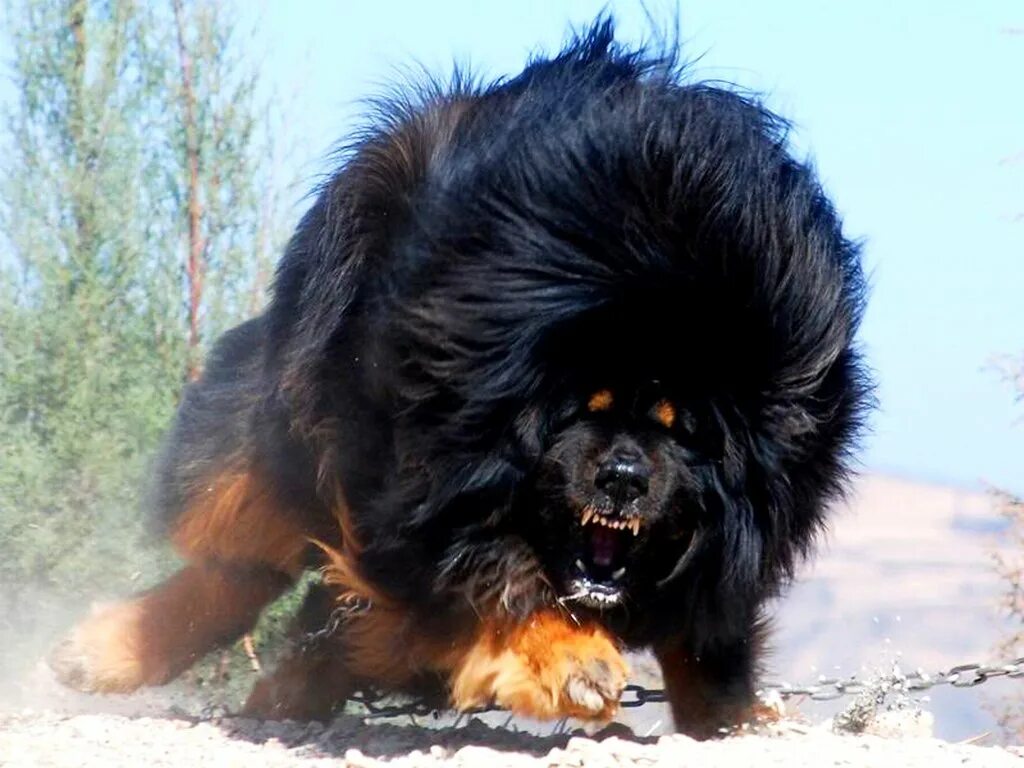 Нужны большие собаки. Тибетский мастиф Хонг Донг. Мастиф тибетский мастиф. Тибетский мастиф черный. Тибетский мастиф и волкодав.