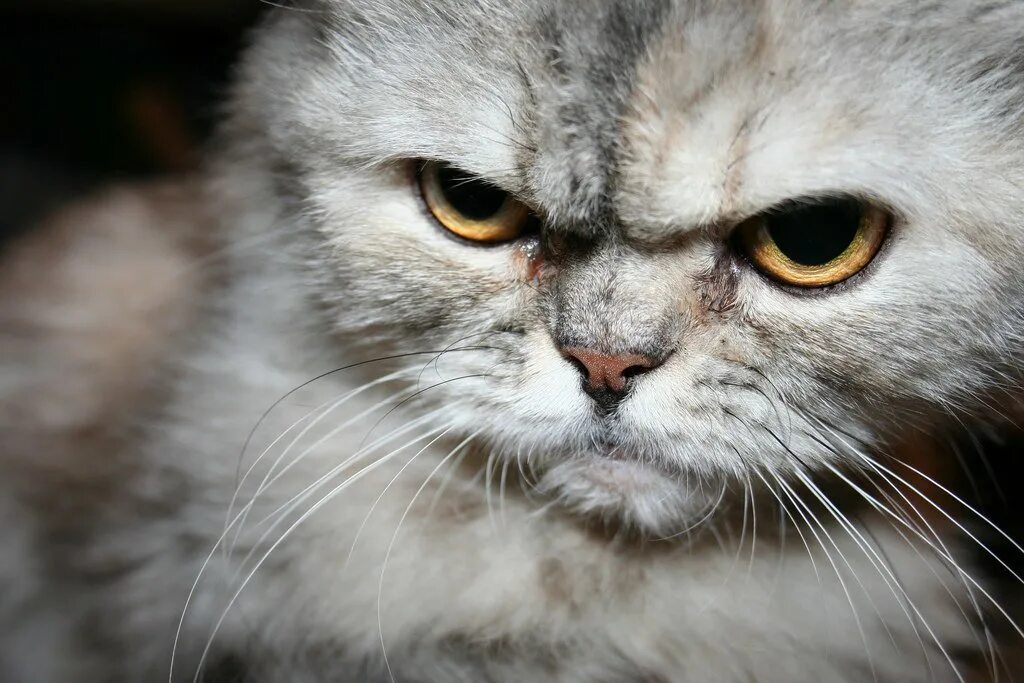 Злой кот. Злобный взгляд. Злой взгляд кошки. Сердитый котенок. Включи картинки злой