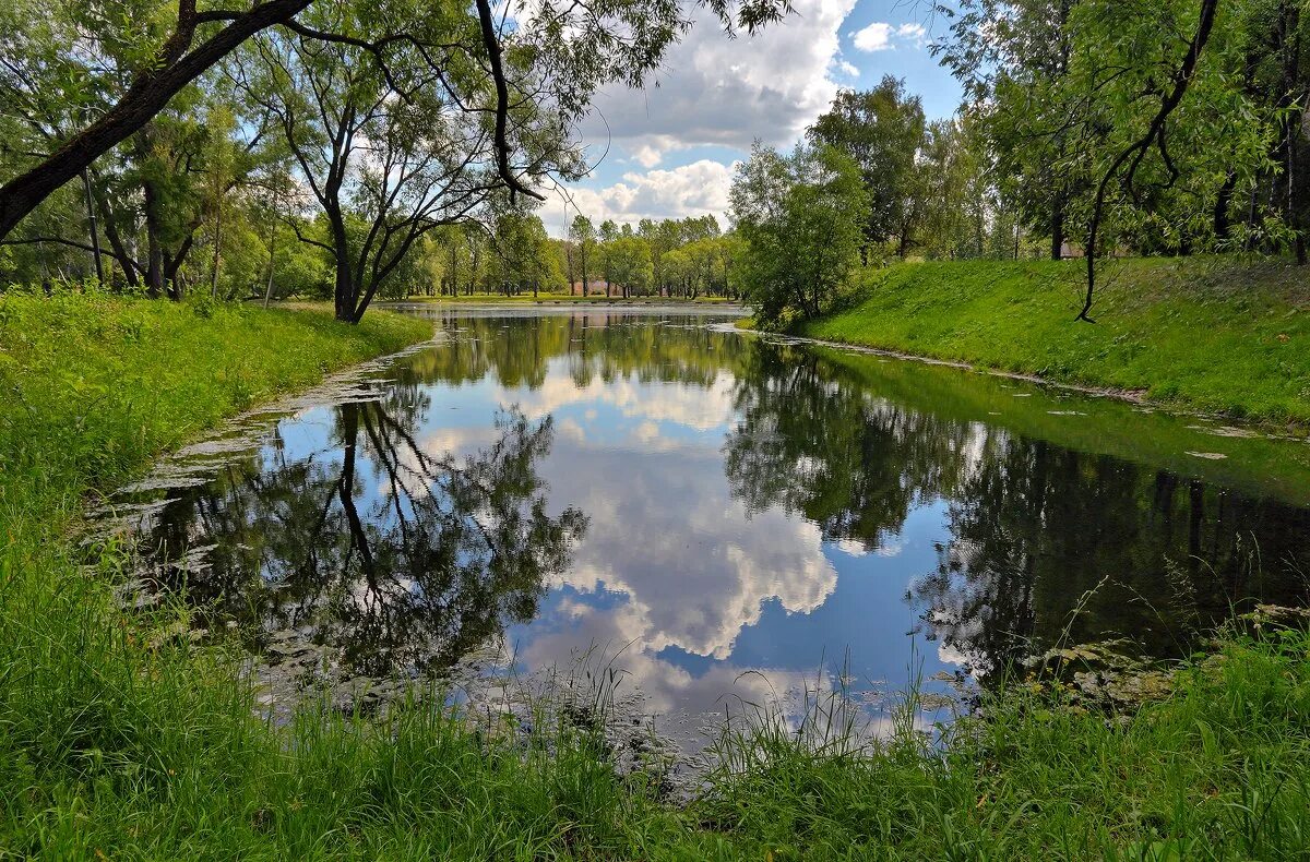 тихая лесная заводь. заводь реки.