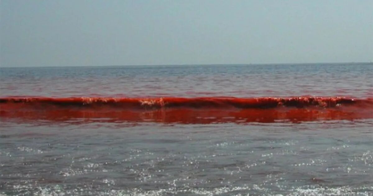 Красные водоросли в Красном море. Красное море цветение водорослей. Водоросли красный прилив. Красное море в период цветения водорослей.