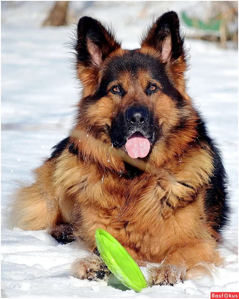 украинская овчарка. немецкая овчарка мохнатая. немецкая овчарка лохмач. щенок немецкой овчарки лохмач. собака немецкая овчарка пушистая.