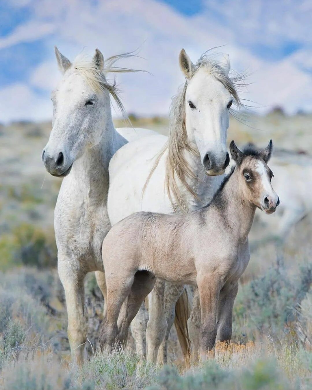 Horse family. Семья лошадей. Дикие лошади. Две лошади. Лошадь с жеребенком.