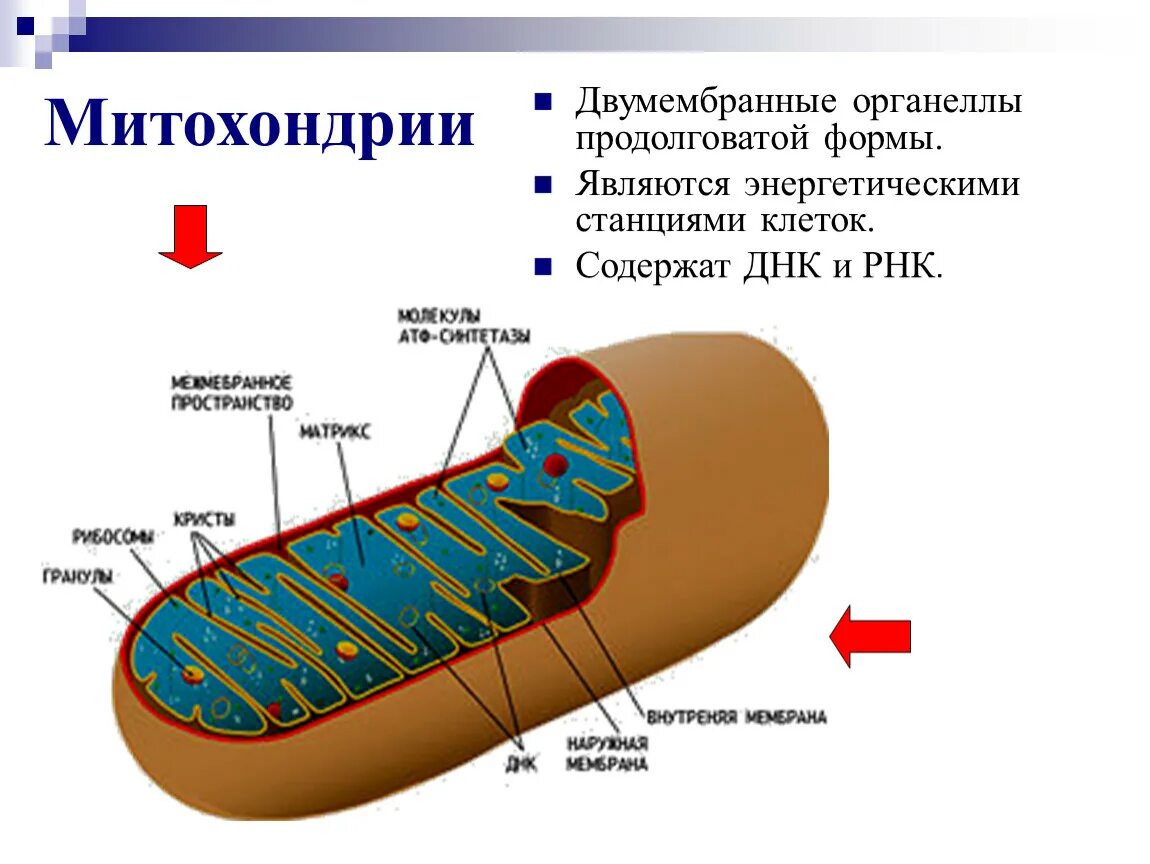 Органоиды клетки митохондрии. Строение органеллы митохондрии. Митохондрии двумембранные. Митохондрии энергетические станции клетки. Митохондрия рнк