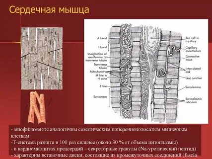 Проводящая система мышцы