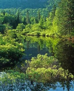 Boreal forest