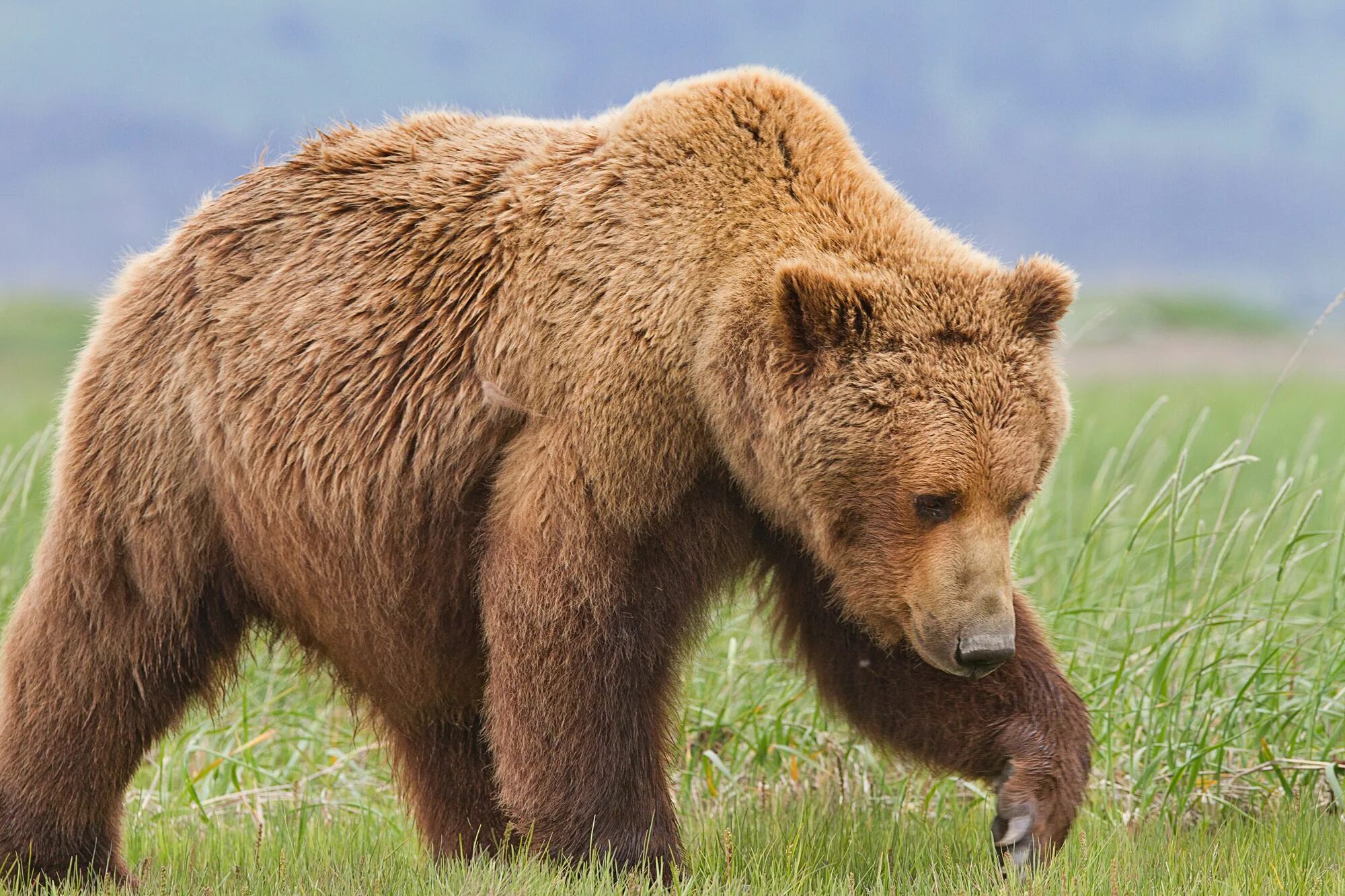 Bear tours. Катмай. Дом банфа гризли. Гризли и лемминги белый медведь. Волонг заповедник.