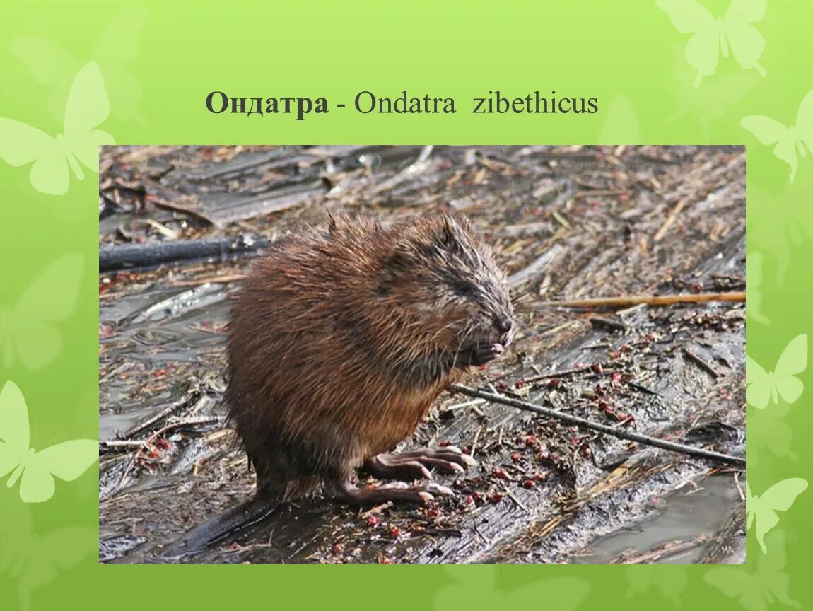 Ондатр слова. Ондатра. ондатра ручная. дети ондатры. самая большая ондатра.